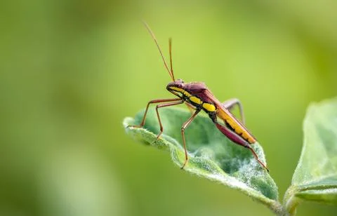Long legged insect on a leaf. Stock Photos