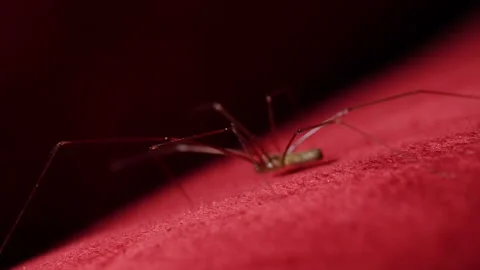 Long-legged insect walking over red fabric in a low angle view Stock Footage 152849318