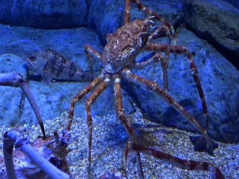 Long legged Japanese spider crab, amazing Stock Footage