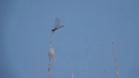Long Legged Marsh glider or dancing dropwing  Stock Footage 252800989