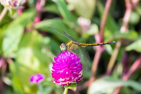 Long-legged marsh glider or dancing dropwing (Trithemis pallidinervis) dragon Stock Photos