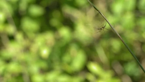 Long-Legged Spider Climbing on Its Silk Web - 4K Slow Motion Nature Footage Stock Footage 337496460