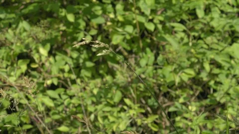 Long-Legged Spider Climbing on Silk Web - 4K Slow Motion Nature Footage Stock Footage 337496507
