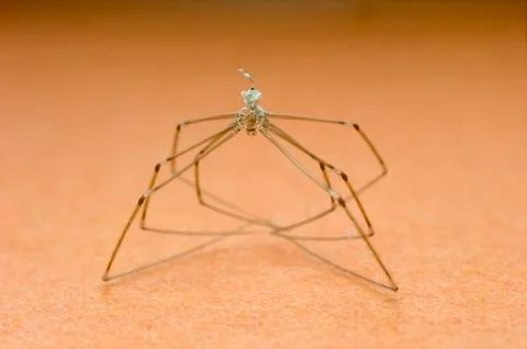 Long legged spider in closeup Stock Photos
