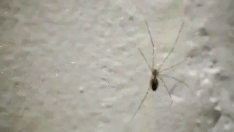 Long Legged Spider Crawling on Textured White Wall Stock Footage 334620055