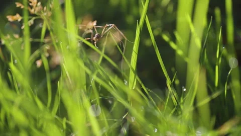 A long-legged spider crawls through the fresh green grass. A close-up Stock Footage 257565057