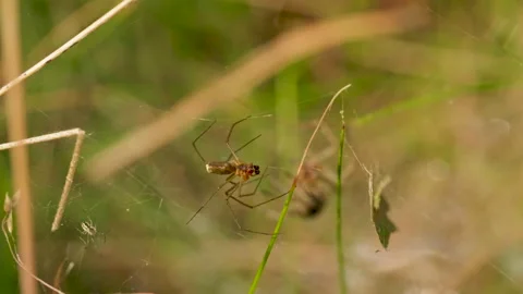 Long-legged spider crawls on a web in the forest, macro, summer day time Stock Footage 164126129