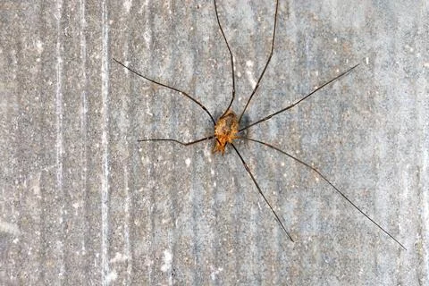 Long legged spider on a gray stone background. Stock Photos
