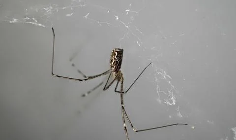 Long-legged spider on grey web background Stock Photos