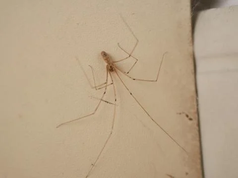 Long-legged spider macro Stock Photos