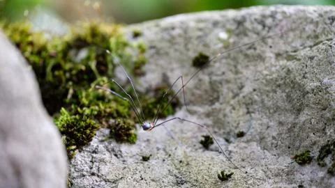 Long Legged Spider 스톡 사진