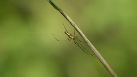 Long-Legged Spider Resting on a Grass Stem - 4K Slow Motion Nature Footage Stock Footage 337481857