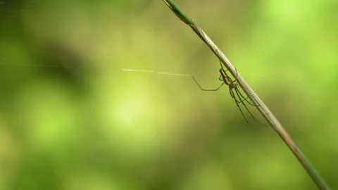 Long-Legged Spider Resting Motionless on a Grass Stem - 4K Slow Motion Nature Stock Footage 337481818