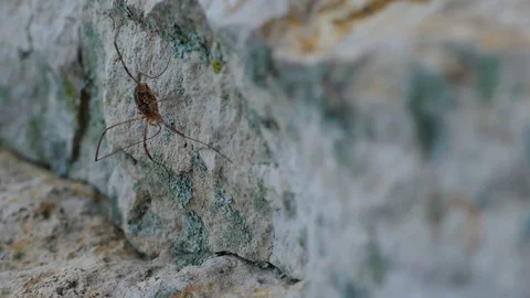 Long-legged Spider On Rock - Slow Motion Stock Footage 78076535