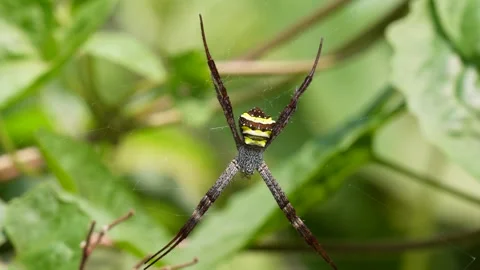 Long-Legged Spider in Web Stock Footage 311720816