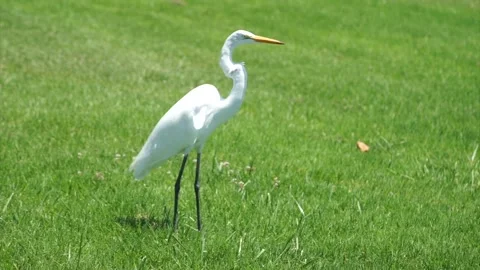 Long Legged White Heron Bird On Green Grass, Malib Video stock 296360146