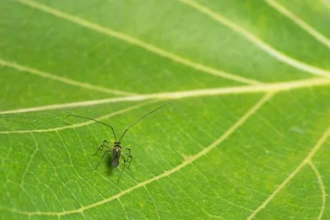Long legs insect Stock Photos