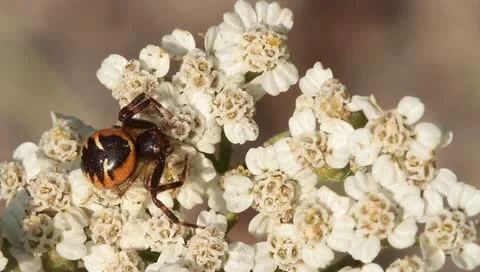 Long legs jumping spider on a white flower Stock Footage 11289114