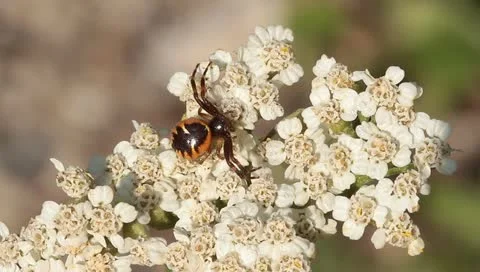 Long legs jumping spider on a white flower Stock Footage 11289212