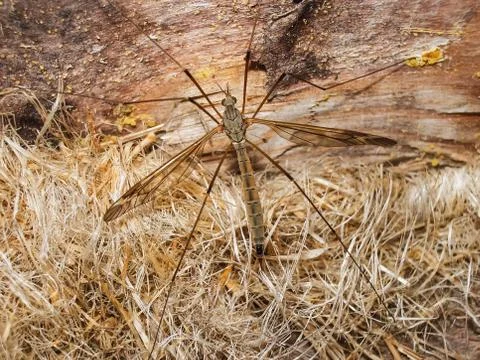 This is long legs mosquitoes commonly called true crane fly. Stock Photos