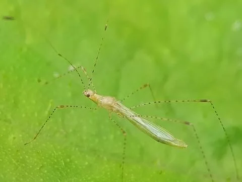 Long legs Stock Photos