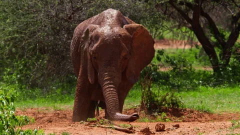Long lens of an african elephant mud bathing at noon. Stock Footage 256908688