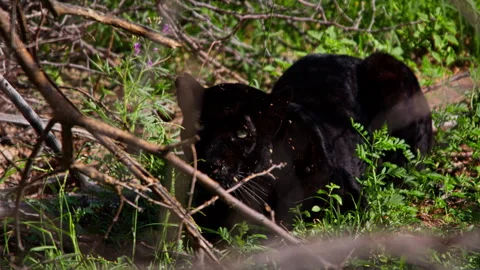 Long lens of a black leopard laying between bushes Stock Footage 256904977