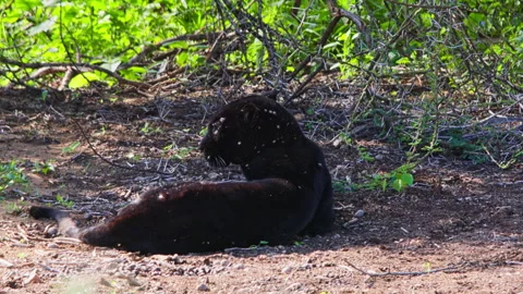 Long lens of a black leopard laying under the shade of a thorny bush Stock Footage 256905057