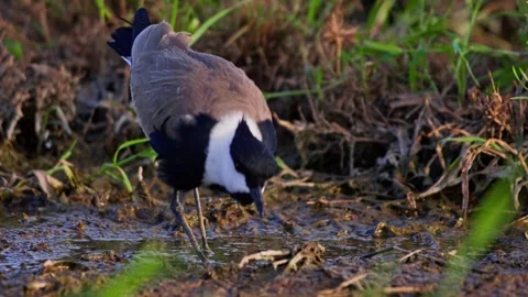 Long lens of black-winged lapwing feeding on worms in Africa Stock Footage 252299307