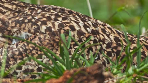 Long lens close up of spotted thick-knee bird's wing feather while sat on eggs Stock Footage 252295184