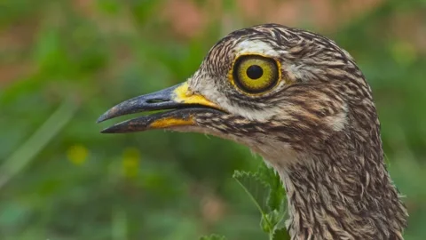 Long lens close up of spotted thick-knee bird's head panting in Africa Stock Footage 252295773