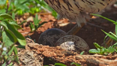 Long lens close up of spotted thick-knee bird sat on the ground in Africa Stock Footage 252296790
