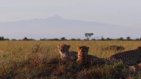 Long lens of coalition of cheetahs play fighting at sunrise in Africa Stock-Footage 256922825