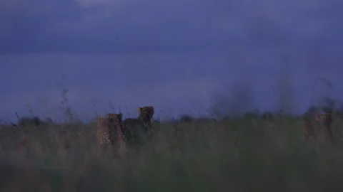 Long lens of a coalition of cheetahs preparing to hunt in savannah Stock Footage 256920450