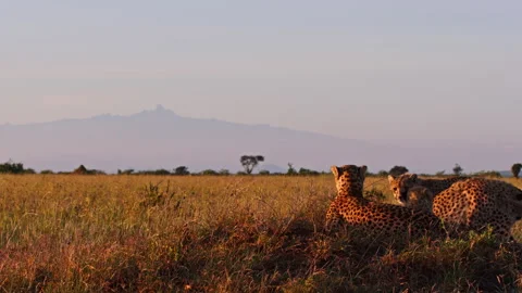 Long lens of a coalition of cheetahs resting between the savannah Stock Footage 256922145