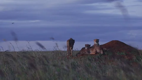 Long lens of a coalition of cheetahs running from a termite mound Stock Footage 256920251
