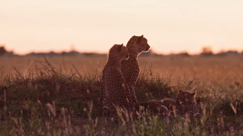 Long lens of a coalition of cheetahs scanning grasslands for prey Stock Footage 256920587