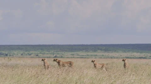 Long lens of a coalition of cheetahs scanning the savannah Video stock 260848678