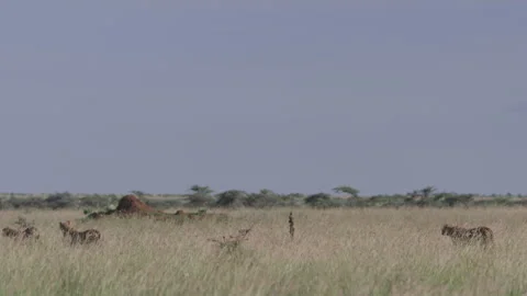 Long lens of a coalition of cheetahs walking across the savannah Stock Footage 260847856