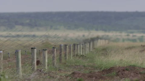 Long lens of an electrical fence border within a national park Stock Footage 260848973