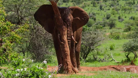 Long lens of an elephant as it scratches its head over a tree Stock Footage 256908922