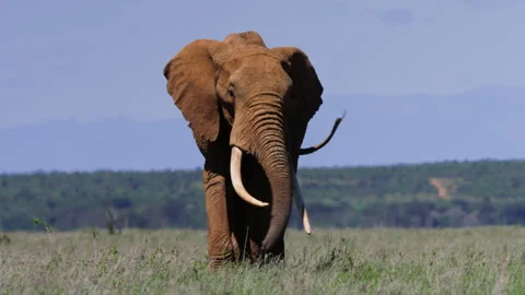 Long lens of an elephant throwing dirt on its body while grazing Stock Footage 256899145