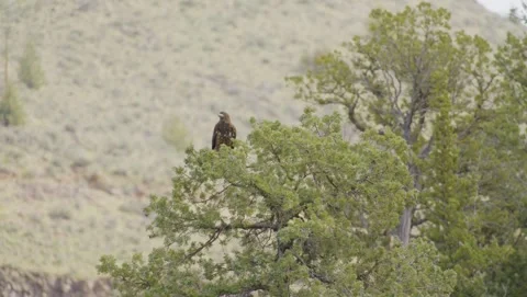 Long lens footage of brown eagle on a tree Stock Footage 285402387