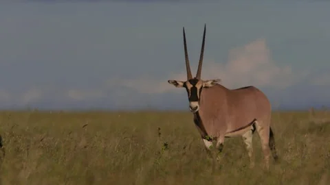 Long lens of a gemsbok starring at the camera before walking away Video stock 260852187
