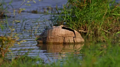 Long lens of leopard tortoise shell partially submerged in water in Africa Stock Footage 252297640