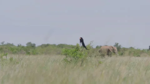 Long lens of long-tailed widowbird mating display across the savannah Stock-Footage 260849160