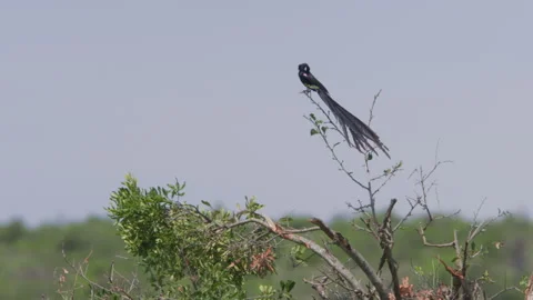 Long lens of a long-tailed widowbird making call sounds Stock Footage 260849551