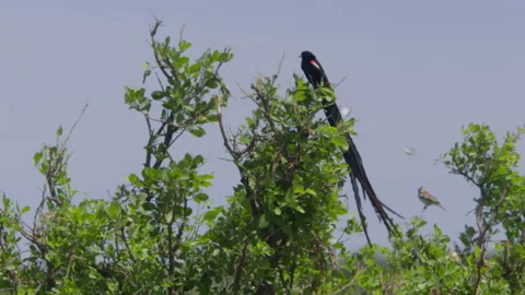 Long lens of a long-tailed widowbird as it rests and makes call sounds Stock Footage 260849822