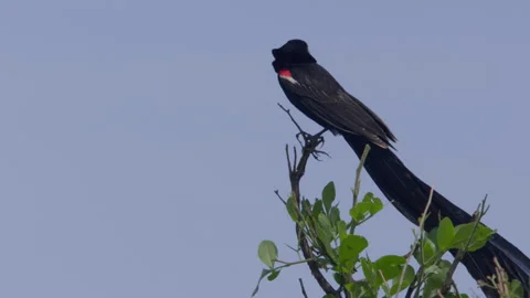 Long lens of a long-tailed widowbird making call sounds Stock Footage 260849867