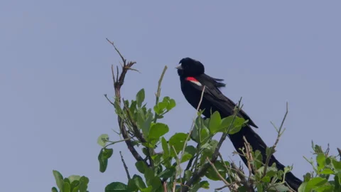 Long lens of a long-tailed widowbird landing on top of a tree Stock Footage 260849877